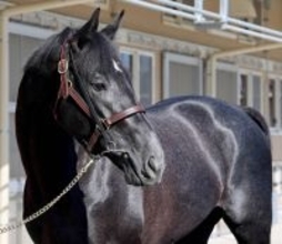 きさらぎ賞人気馬がまさかの境遇にＳＮＳ同情「可哀想すぎる」「吉か凶か」　ゾロアストロは競馬場で待機