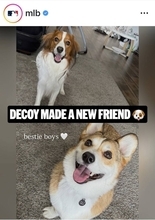 「真美子さんも一緒？」大谷翔平の愛犬デコピン、“親友”とじゃれ合う姿にネットほっこり「かわいさ最強」「真美子さんが久しぶりに…」