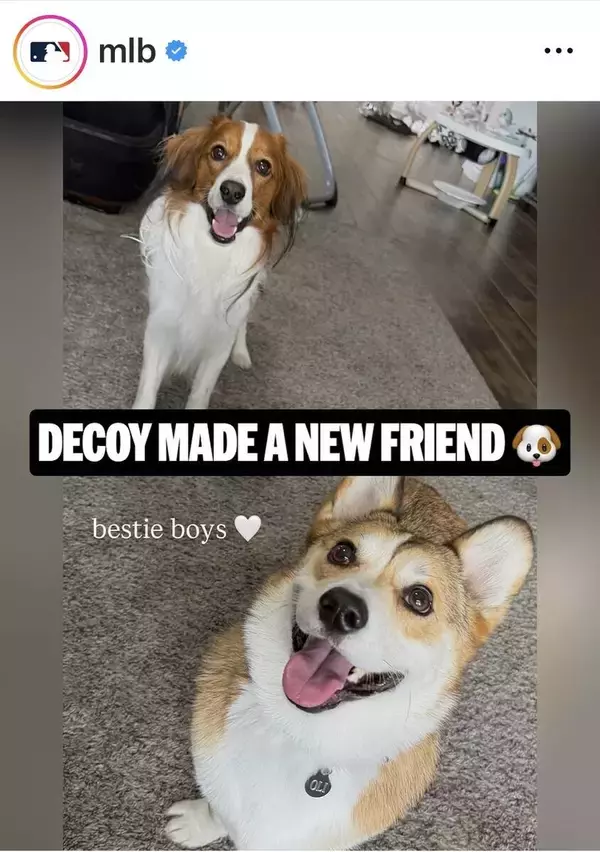 「真美子さんも一緒？」大谷翔平の愛犬デコピン、“親友”とじゃれ合う姿にネットほっこり「かわいさ最強」「真美子さんが久しぶりに…」