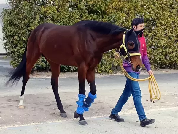 「人馬一体の感覚...」２４年の天皇賞・春を勝ったテーオーロイヤルが栗東トレセン退厩　菱田裕二騎手「本当に幸せでした」