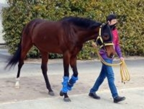 「人馬一体の感覚...」２４年の天皇賞・春を勝ったテーオーロイヤルが栗東トレセン退厩　菱田裕二騎手「本当に幸せでした」