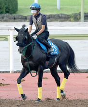 【毎日王冠】セイウンハーデスが得意の東京で重賞３勝目狙う　陣営「何とかもうひとつタイトルを取らせてあげたい」