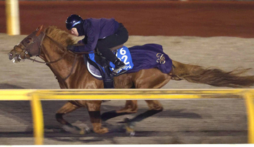 【アミールＴ】ビザンチンドリームは３つ目の海外タイトルへ万全の態勢　坂口調教師「ほぼ仕上がったと思います」