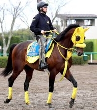 【かしわ記念】ここもキタサンブラック産駒だ！　ウィルソンテソーロの高木調教師「左回りのマイルは良さそう」