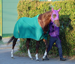 【ラジオＮＩＫＫＥＩ賞】清水英調教師「体に厚みが出た」　パワーアップした重賞２着馬ガリレアが復活を期す
