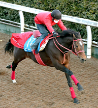 【小倉記念】競走中止のエヒトにファン沈痛「嫌な止まり方して…」「どうか無事で」最終コーナーでアクシデント発生