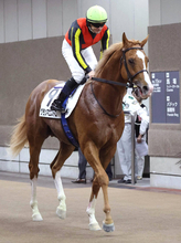 「うおお…」超良血馬の転向プランにネット興奮「マジで頑張って」９戦未勝利に終わったグランマエストロ　１７日に放牧
