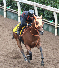 【アイルランドＴ・理貴の特注馬】厩舎ゆかりの血統　チェルビアットが初タイトルへ　高野調教師「完成度はこの一族でも高い」