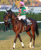 「日曜京都競馬場の注目激走馬…京都１１Ｒ淀短距離ステークス（Ｌ）」の画像1