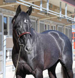 「【きさらぎ賞】初の右回り、関西遠征も陣営は自信「全く心配していません」成長実感するゾロアストロ」の画像1