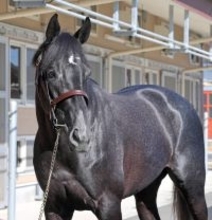 【きさらぎ賞】初の右回り、関西遠征も陣営は自信「全く心配していません」成長実感するゾロアストロ