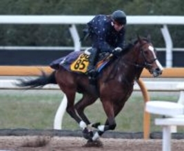 【愛知杯】カルプスペルシュは約１年半ぶりの７ハロン挑戦　陣営「状態面は多少アップ」新境地開拓へ