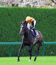 【桜花賞】直線で失速した２番人気ドリームコアは９着　ルメール騎手は「左回りの方がいいと思う」