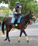 「【新潟大賞典】武豊騎手で復帰のシュガークンはソフト仕上げ　清水久調教師「あとは（休養期間）２年というところですね」」の画像1