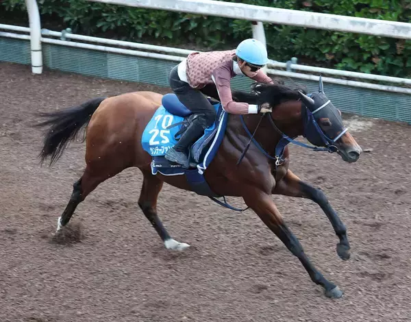 【注目馬動向】サンデーファンデーがコリアカップの招待を受諾　初の海外遠征へ