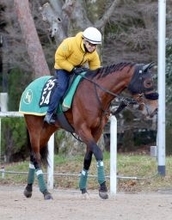 【ＰＯＧ】ベラジオオペラ引退直後に良血のベラジオヴァレルが京都で初陣　上村調教師「まだまだ幼いが、能力はある」