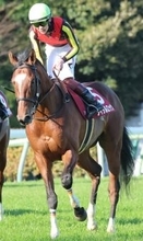 【報知杯弥生賞】タイダルロックは４着で皐月賞の優先出走権に届かず　三浦皇成騎手「ちょっとモタついて…」