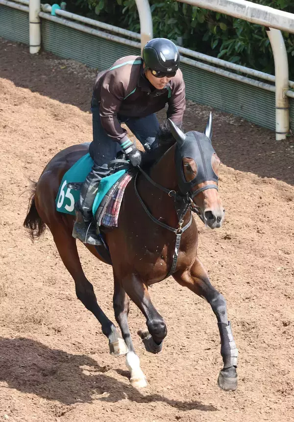 【今週のトク注新馬】「２歳戦マスター」須貝厩舎が送り出すロジクラウンが開幕Ｖへ調整万全　陣営「背中が柔らかくて...」