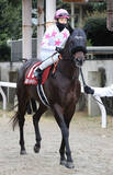 「【注目馬動向】黒船賞で重賞２勝目のマテンロウコマンドはさきたま杯に登録　除外なら東海Ｓを目指す」の画像1