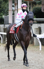 【注目馬動向】黒船賞で重賞２勝目のマテンロウコマンドはさきたま杯に登録　除外なら東海Ｓを目指す