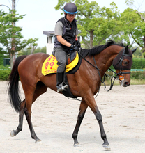 【府中牝馬Ｓ】キャリアハイの重賞６勝目にニシノティアモと挑む津村明秀騎手「取りに行きたい」と色気十分
