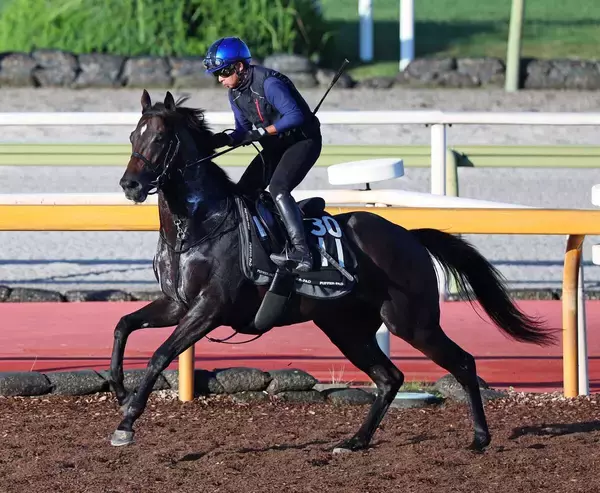 【セントライト記念】アスクエジンバラは重賞でも好走続く得意の中山で始動　岩田康誠騎手「帰ってきた時から落ち着きがある」