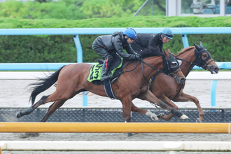 【ＰＯＧ】７日阪神デビューのシスキンブルームは約２か月の乗り込みで上昇気配　斉藤崇調教師「能力はありそう」