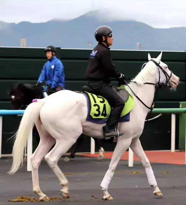 【ＰＯＧ】話題の白毛馬ソダシの半妹・スノーウィスパーは８枠９番に決定　いよいよデビューに須貝調教師「枠はどこでも」