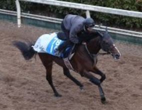 【注目馬動向】マイユニバースは日経賞、テレサは福島牝馬Ｓで重賞初制覇目指す