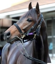 【大阪杯・超ブル診断データ編】高松宮記念で上位独占「おっさん」組より、川田将雅騎手×友道厩舎の４歳馬