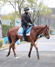 【注目馬動向】素質馬が再び重賞戦線へ　都大路Ｓ完勝のガイアメンテは小倉記念を目標　札幌２歳Ｓでは１番人気の素質馬
