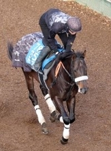 【根岸Ｓ】４連勝の得意距離　マテンロウコマンドが重賞２勝目狙う　長谷川調教師「勝負できるんじゃないか」