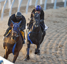 【共同通信杯１週前】「前回より全然いい」津村明秀騎手絶賛！リアライズシリウスは抜群の伸びで３馬身先着　