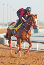 【注目馬動向】シンエンペラーは香港Ｇ１を辞退し米国遠征へ　矢作調教師「左回りだし、相手関係も考えました」