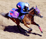 「【阪神牝馬Ｓ】エンブロイダリーはパワフルな走りで５２秒１の好時計　森一調教師「心身ともに完成されてきました」」の画像1