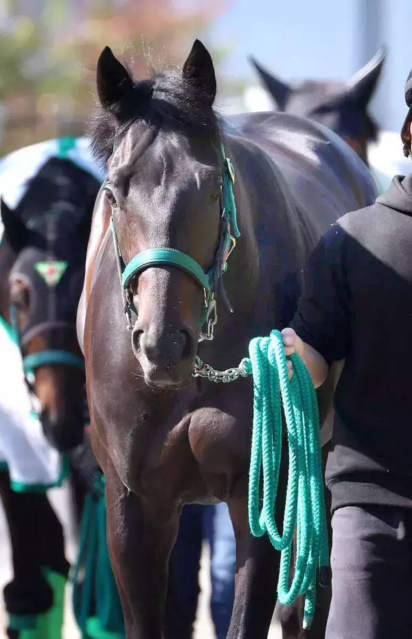【皐月賞】ホープフルＳ覇者のロブチェン　「馬運車でエサもペロッと...」輸送を無事クリアして中山競馬場に到着