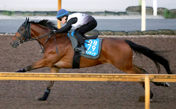 【札幌記念】重賞連勝を狙う良血グランディアは課題の輸送をクリア　陣営が期待大「よくここまでこれたなと」