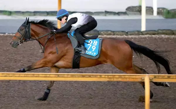 【札幌記念】重賞連勝を狙う良血グランディアは課題の輸送をクリア　陣営が期待大「よくここまでこれたなと」