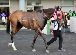 土曜新潟競馬場の注目激走馬…新潟７Ｒ上越ステークス