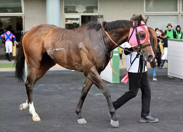 土曜新潟競馬場の注目激走馬…新潟７Ｒ上越ステークス