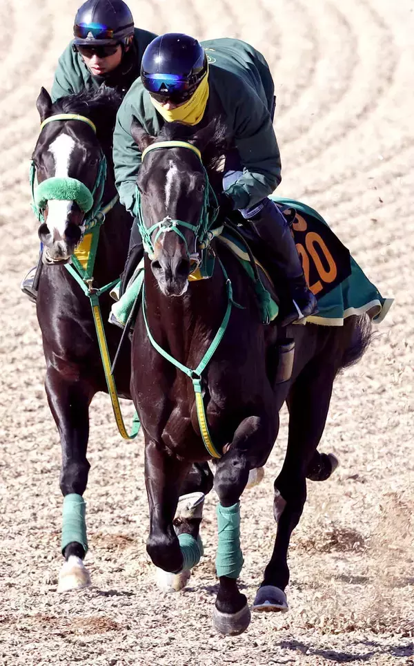 【京成杯】「やっぱり走る」斎藤誠調教師もほれぼれ　大敗のホープフルＳを叩いて調子が上向いたジーネキング　