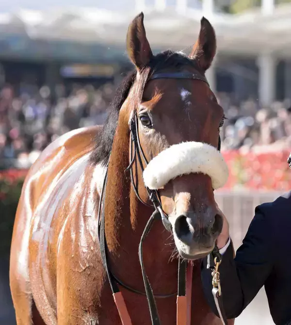 【注目馬動向】５戦４勝のディアナザールは阪急杯へ　２戦ぶりに団野大成騎手とコンビ