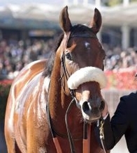 【注目馬動向】５戦４勝のディアナザールは阪急杯へ　２戦ぶりに団野大成騎手とコンビ