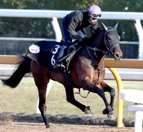 【きさらぎ賞】前走時からパワーアップのローベルクランツは軽めで十分　小林調教師「幅が出てきました」