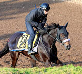 「【注目馬動向・古馬】リラボニートは田山旺佑騎手との初コンビで愛知杯へ　佐賀記念５着のデルマソトガケはダイオライト記念」の画像1