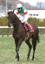 【注目馬動向】ヘデントールは連覇を目指して天皇賞・春へ