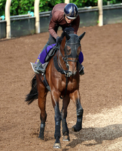 【注目馬動向】日本ダービー５着のマテンロウゲイルはセントライト記念から始動
