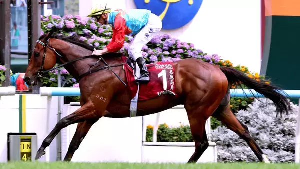 【注目馬動向】香港最強スプリンターのカーインライジング始動戦が決定　「２１連勝を目指して…」シーズン開幕日に登場