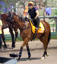 【セントウルＳ】「少し落ち着かない様子でしたが…」香港馬ファストネットワークが阪神競馬場に到着