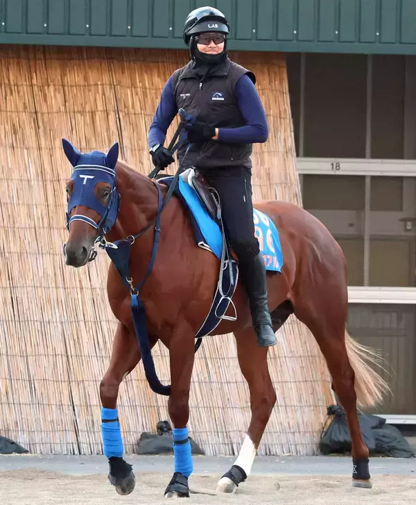 【注目馬動向】富士Ｓ３着エコロアルバはマイルＣＳ視野もダート挑戦の可能性あり　手塚久調教師「すごく走ると思う」